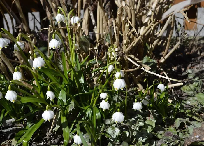 Apartman Hausberger *